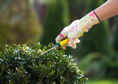 Well-trimmed garden hedges in Lewisham