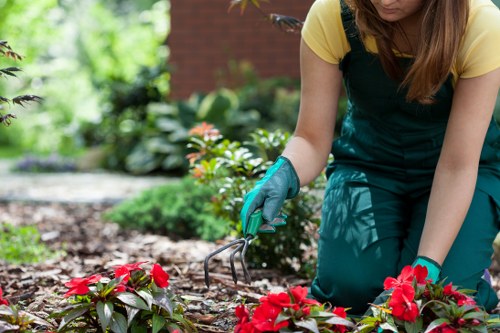 Eco-friendly tree removal practices